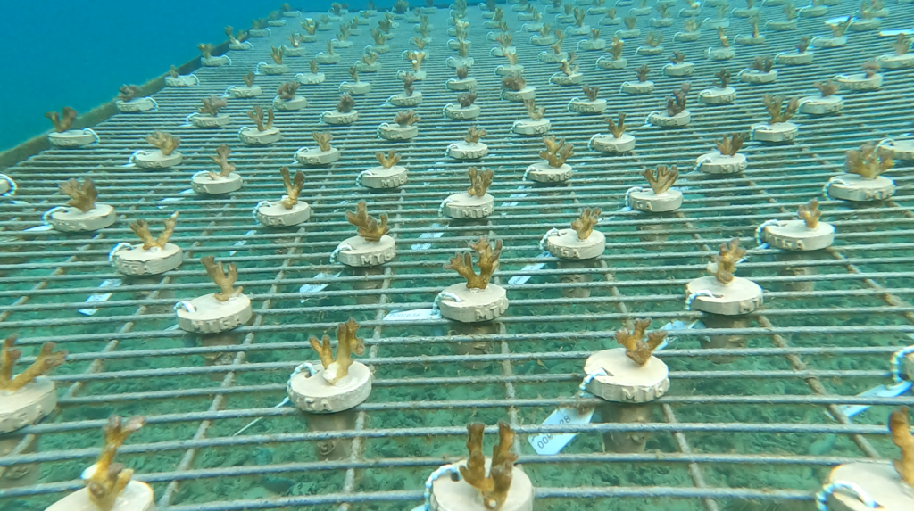 Coral Transplantation