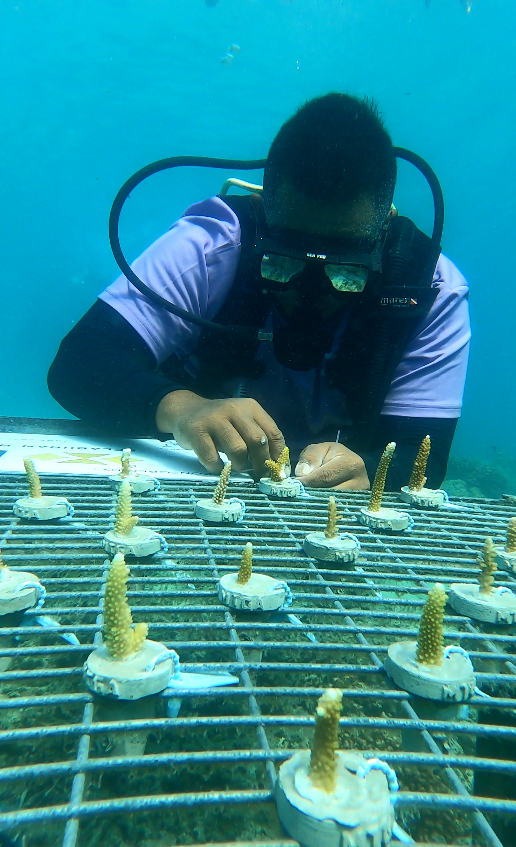 Coral Transplantation